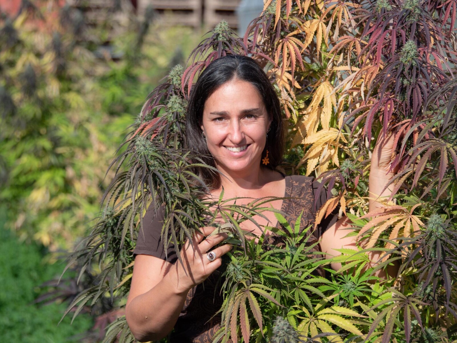 Robin Andruss, Master Grower of High Mountain Organics, is framed by lush cannabis plants in varying shades of green and purple, showcasing the vibrant and healthy growth of her organic cultivation. 